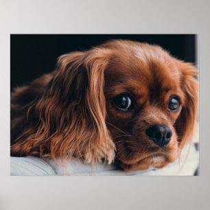 Poster Ruby Cavalier King Charles Spaniel Chien