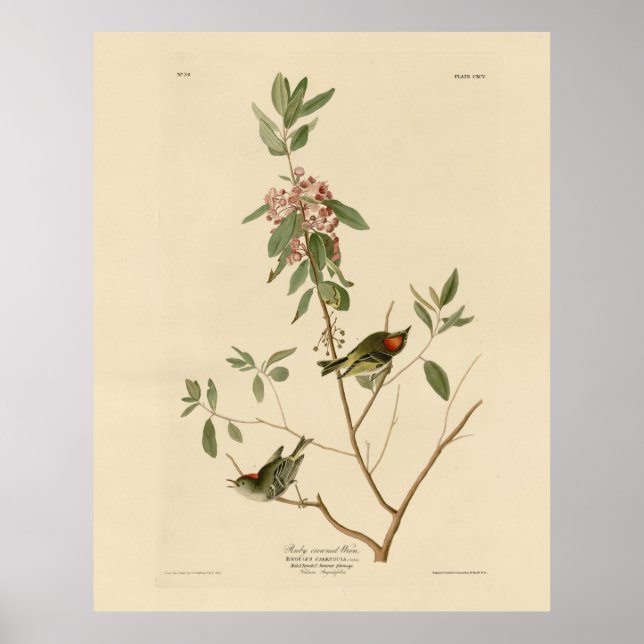 Poster Ruby couronné Wren (Kinglet) Audubon Birds Amériqu (Devant)