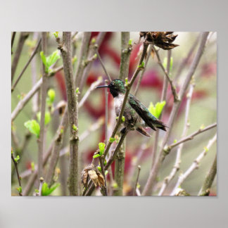 Poster Ruby Throated Hummingbird in Spring 