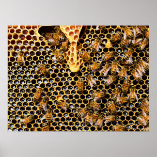 Poster Ruche d'abeilles avec peigne d'abeille