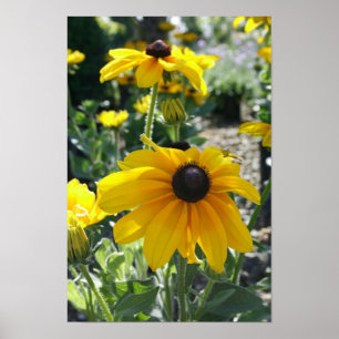 Poster "Rudbeckia Bloom"