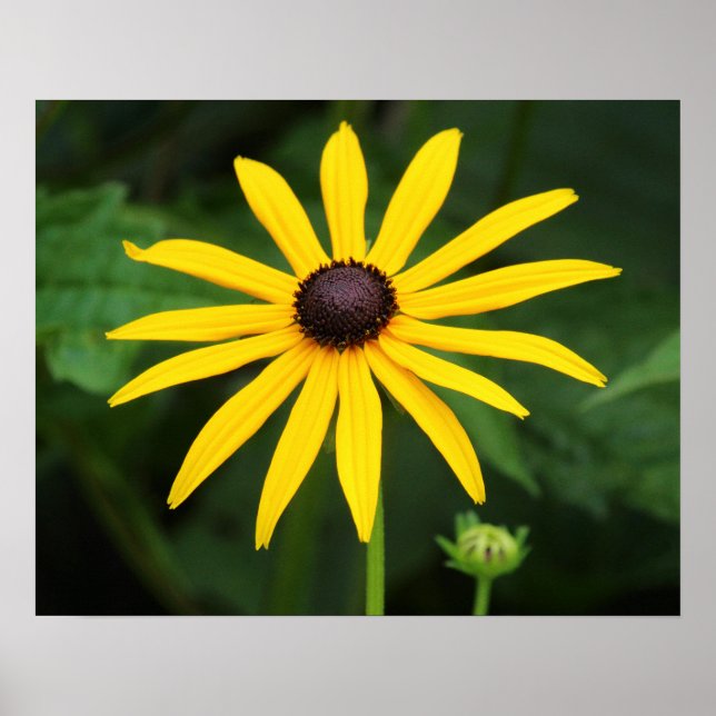 Poster Rudbeckia hirta (Devant)