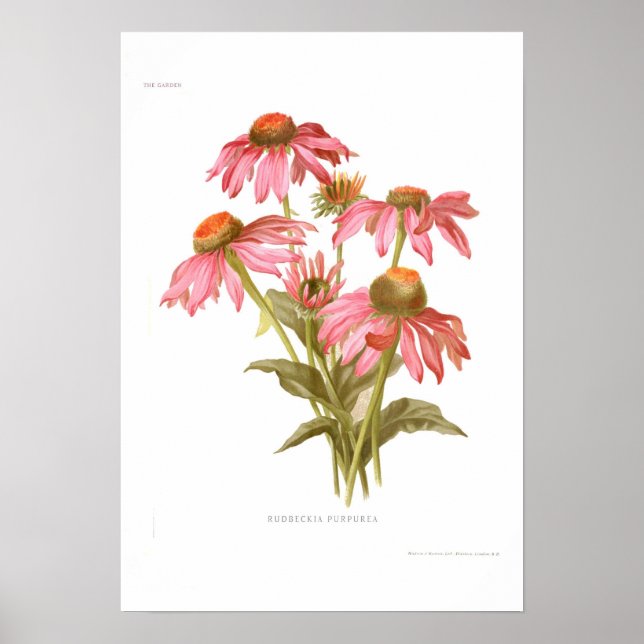 Poster Rudbeckia purpurea (Devant)