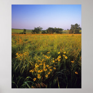 Poster Rudbeckies à œil noir dans la prairie de hautes he