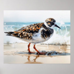 Poster Ruddy Turnstone Bird Art Imprimer l'affiche