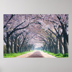 Poster Ruelle de fleurs de cerisier