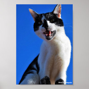 Poster Rugissement du chat domestique