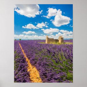 Poster Ruine dans Lavender Field, France