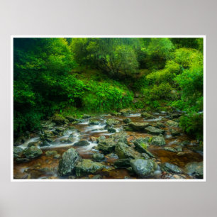 Poster Ruisseau forestier dans une forêt luxuriante (Rivi
