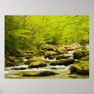 Poster Ruisseau Rugissant au printemps