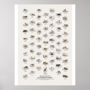 Poster Ruminants - Bibliothèque du naturaliste