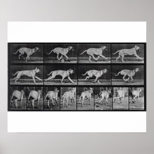 Poster Running Dog, plaque 707 de 'Animal Locomotion', 1