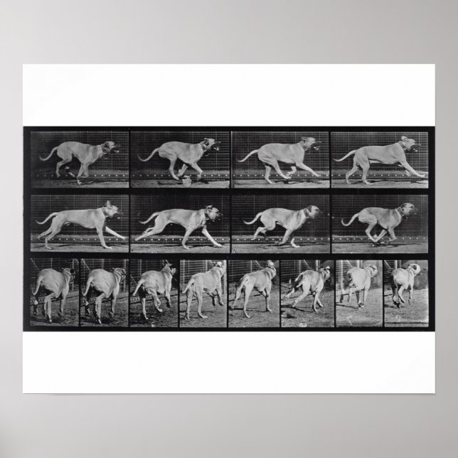 Poster Running Dog, plaque 707 de 'Animal Locomotion', 1 (Devant)