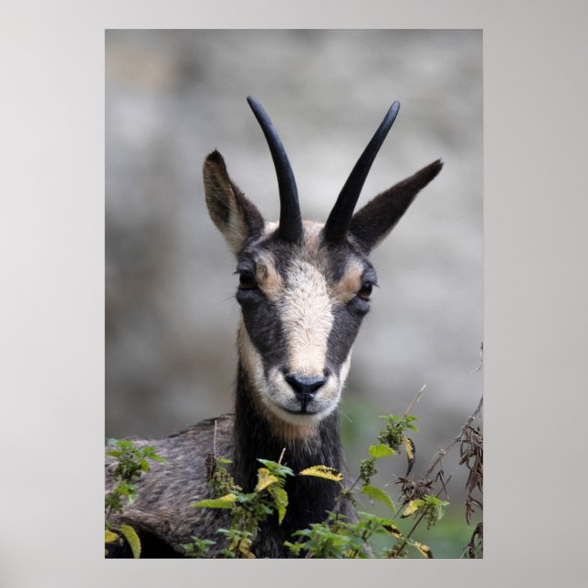 Poster Rupicapra rupicapra (Devant)