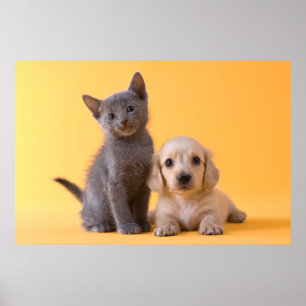 Poster Russe Blue Kitten Et Chiot Dachshund