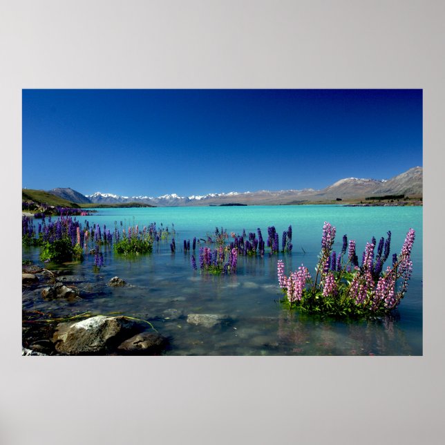 Poster Russell Lupins in Lake Tekapo, New Zealand (Devant)