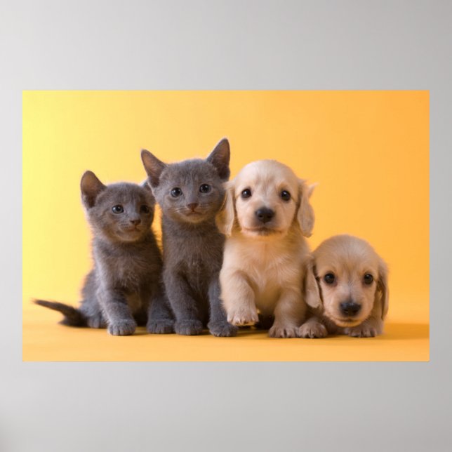 Poster Russian Blue Kittens et Dachshund (Devant)