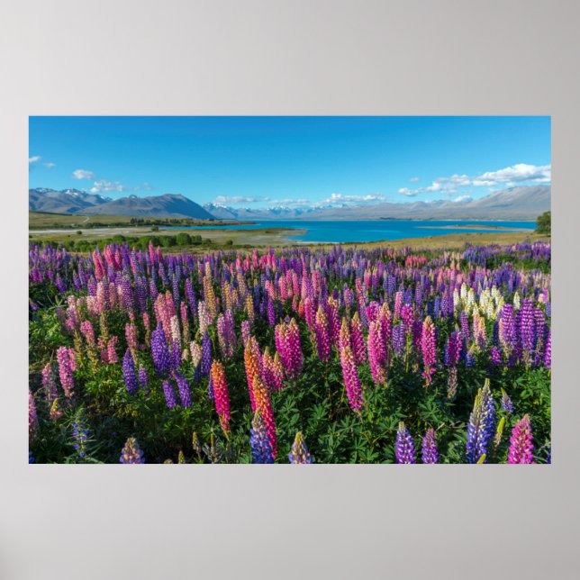 Poster Russle Lupines au lac Tekapo | Nouvelle-Zélande (Devant)