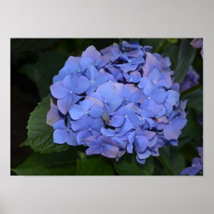 Poster Rustic Purple Hydrangea macrophylla  