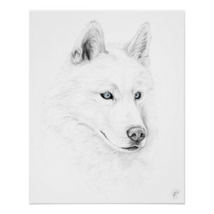 Poster Saber A Siberian Husky Drawing Art Blue Eyes