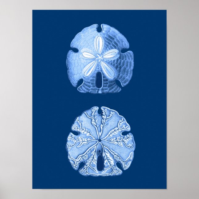 Poster Sable Dollar Sea Life Imprimer, Indigo bleu et bla (Devant)