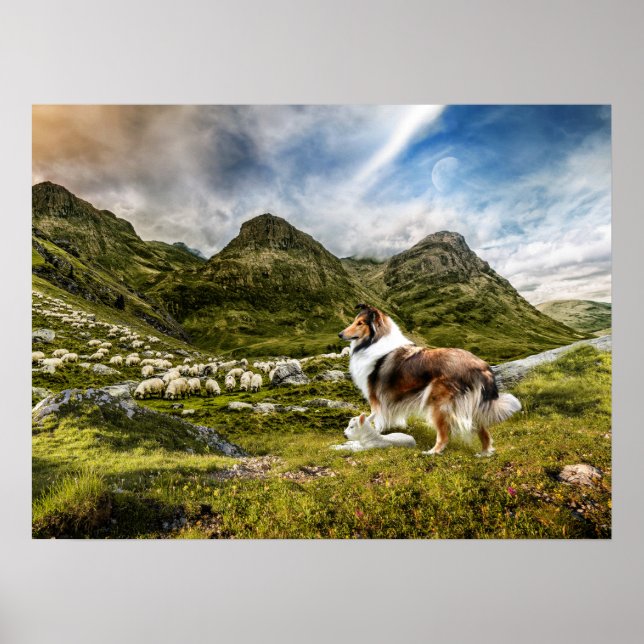Poster Sable Rough Collie et agneau élevage mouton - (Devant)