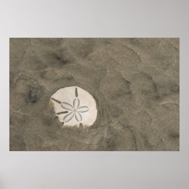 Poster Sables en dollars (Echinarachnius parma) (Devant)