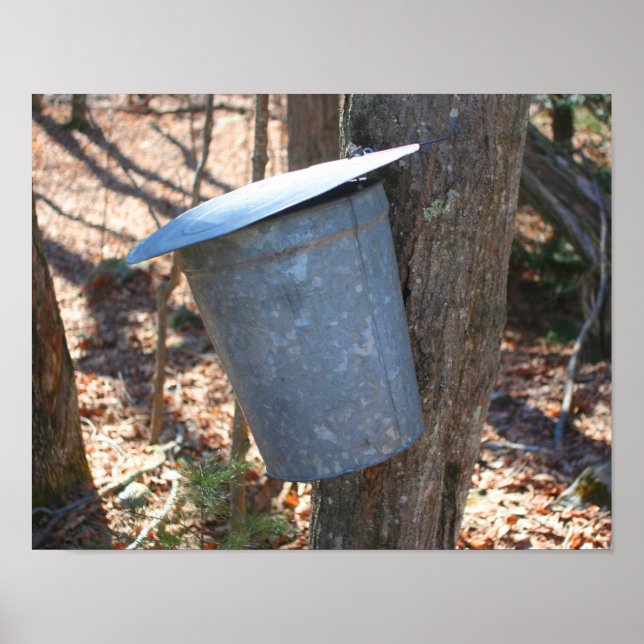 Poster Sac À Sucre D'Érable Sur Arbre Nature (Devant)