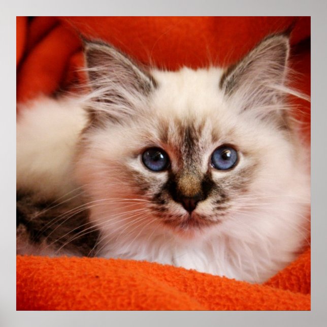 Poster Sacré Birman Kitten (Devant)