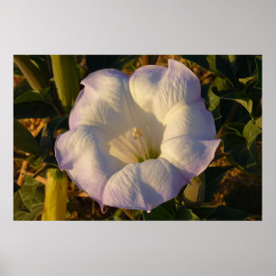Poster Sacré Fleur sauvage du désert des fleurs de Datura