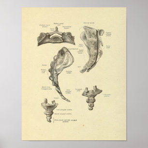 Poster Sacrum Coccyx Anatomie Sine Bones Imprimer