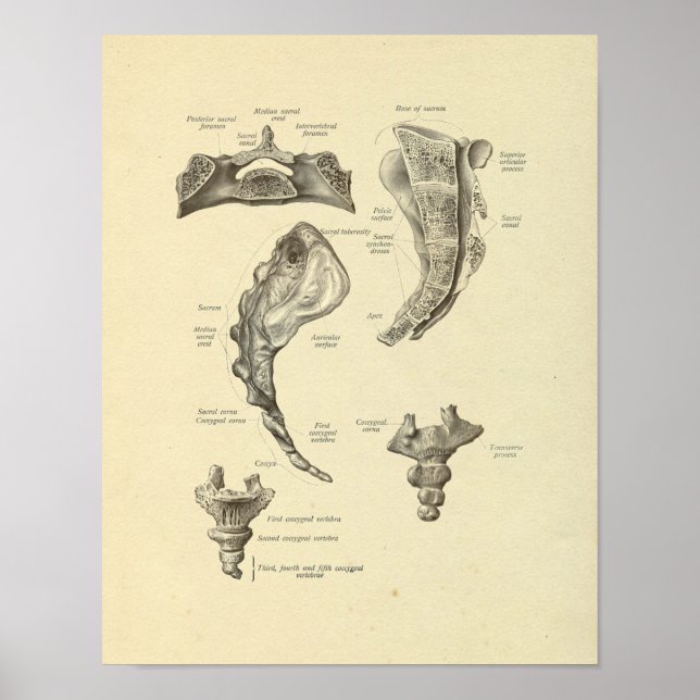 Poster Sacrum Coccyx Anatomie Sine Bones Imprimer (Devant)