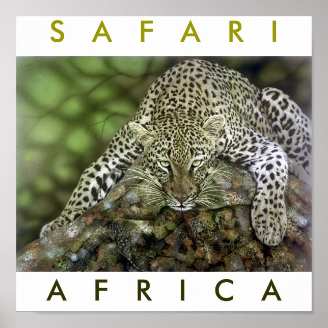 Poster Safari Afrique (Devant)