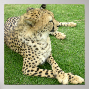 Poster Safari Afrique Adorable Cute Cat Charm Mod Cheetah