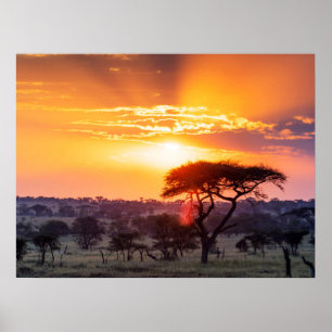 Poster Safari dans le Parc National du Serengeti
