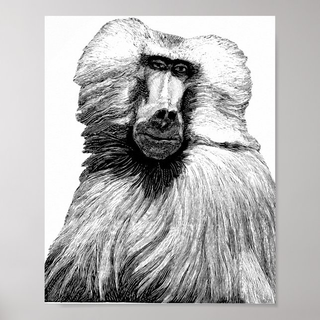 Poster Safari d'illustrations de la jungle de singe de ba (Devant)