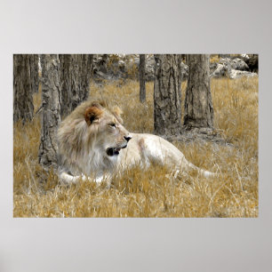 Poster Safari - Lion
