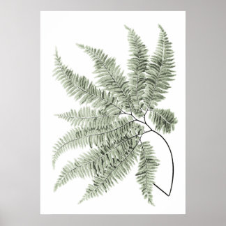 Poster Sage Green Decor Fern Leaf Imprimer no 5