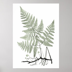 Poster Sage Green Fern Illustration botanique Imprimer no