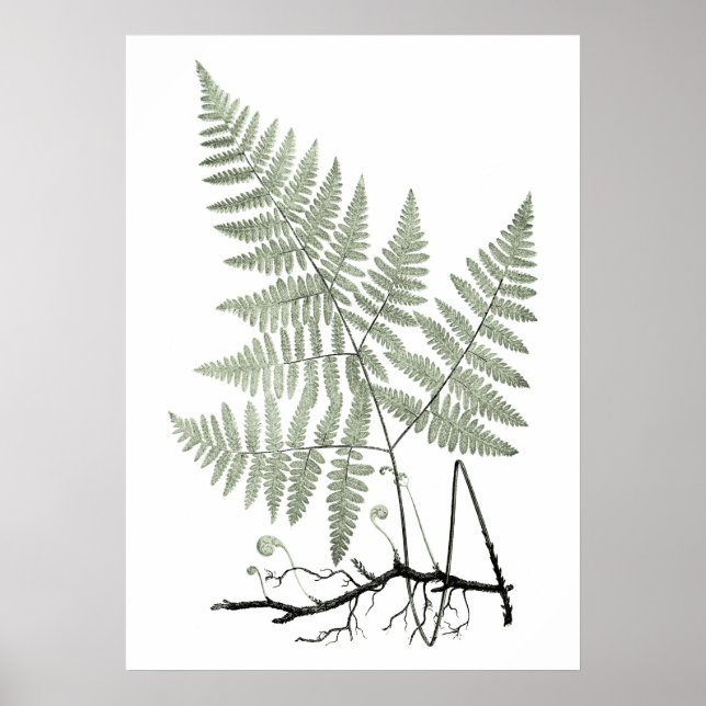 Poster Sage Green Fern Illustration botanique Imprimer no (Devant)