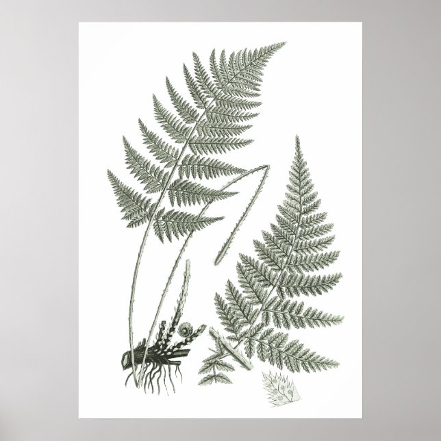 Poster Sage Green Fern imprimer n° 10 Botanical Wall Art (Devant)