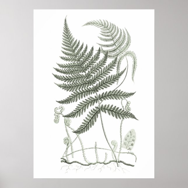 Poster Sage Green Fern Imprimer no 9 Botanique Wall Art (Devant)