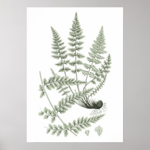Poster Sage Green Fern Plante Art Imprimer no 6 Décor