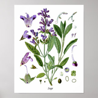 Poster Sage Herb Cuisine Botanique Dîner Décor Mur