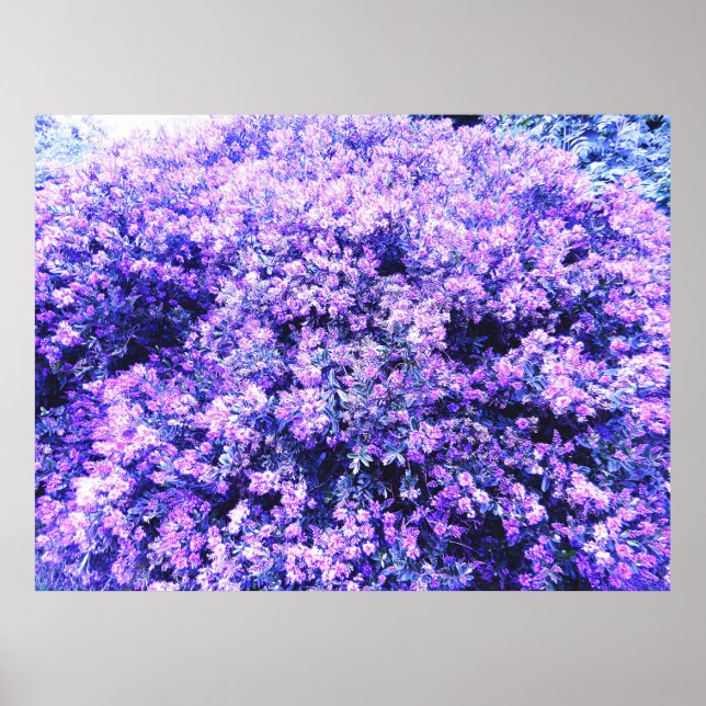 POSTER SAGE TEXAS (Devant)