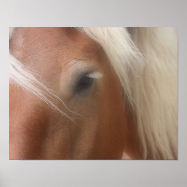 Poster Sagesse des yeux du cheval (Devant)