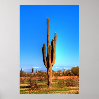 Poster Saguaro