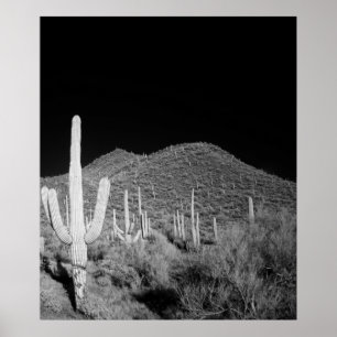 Poster Saguaro Cactus