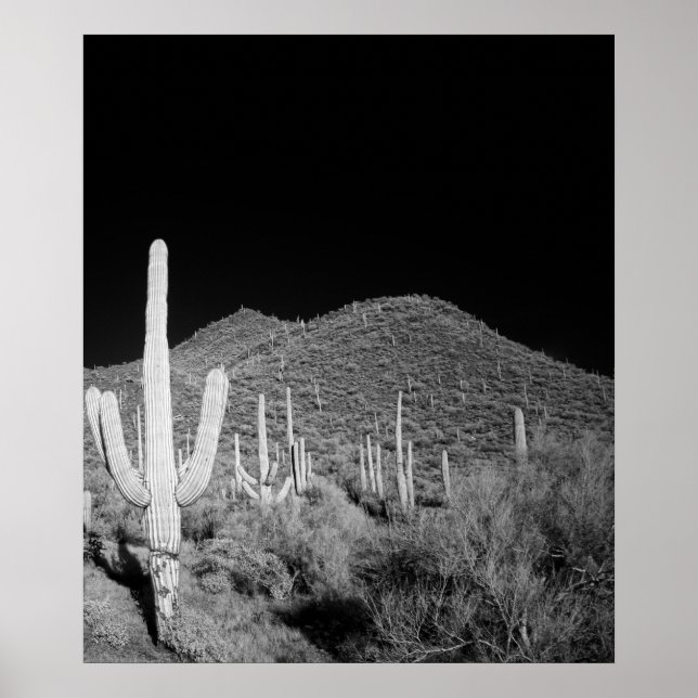 Poster Saguaro Cactus (Devant)