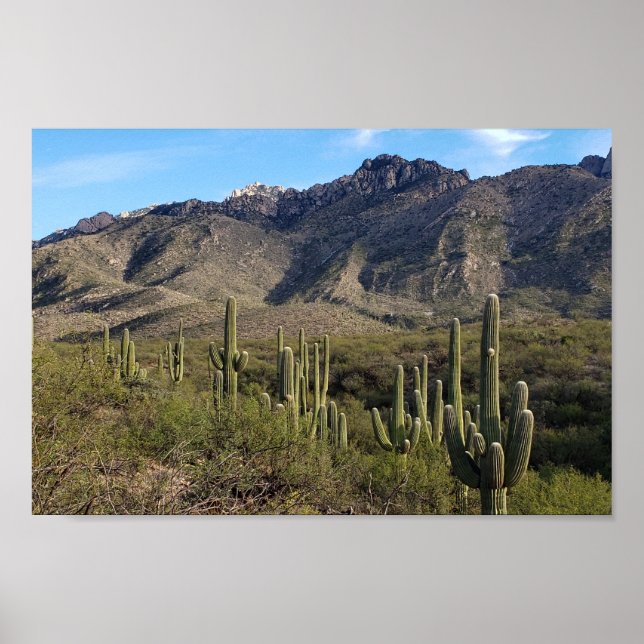 Poster Saguaro Cactus and Catalina Mountains, Tucson AZ (Devant)